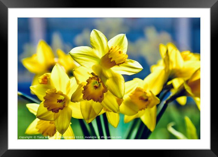 Daffodils  Framed Mounted Print by Tony Williams. Photography email tony-williams53@sky.com
