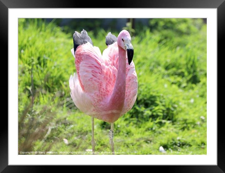 A flamingo Framed Mounted Print by Tony Williams. Photography email tony-williams53@sky.com