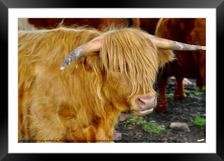 Highland Cattle Framed Mounted Print by Tony Williams. Photography email tony-williams53@sky.com