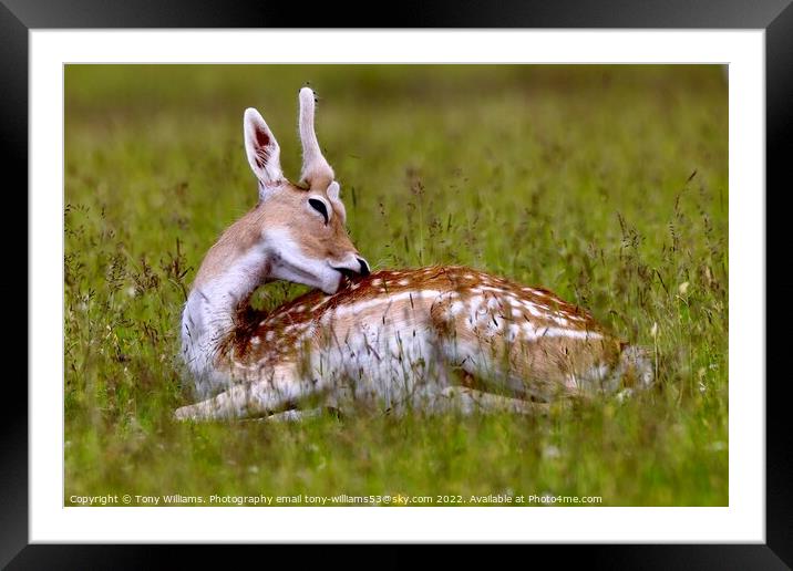 Young Fallow Deer Framed Mounted Print by Tony Williams. Photography email tony-williams53@sky.com