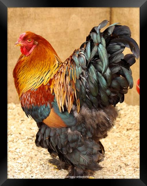 Mr Rooster Framed Print by Tony Williams. Photography email tony-williams53@sky.com