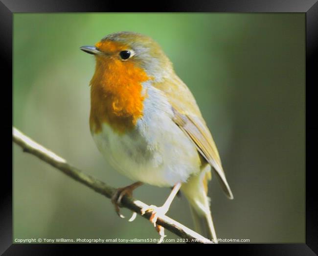 Robin Redbreast  Framed Print by Tony Williams. Photography email tony-williams53@sky.com