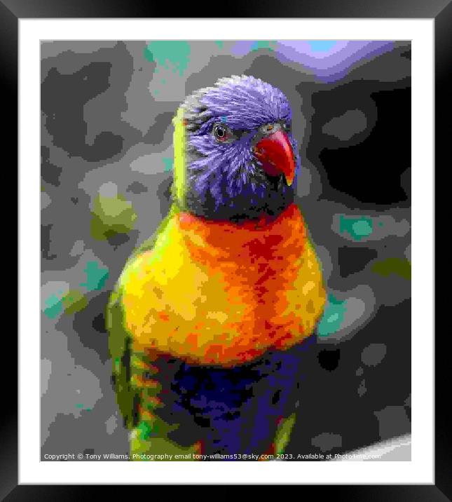 Rainbow Lorikeet Framed Mounted Print by Tony Williams. Photography email tony-williams53@sky.com