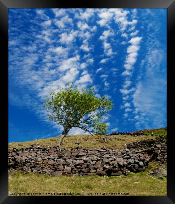 Lonesome Tree Framed Print by Tony Williams. Photography email tony-williams53@sky.com