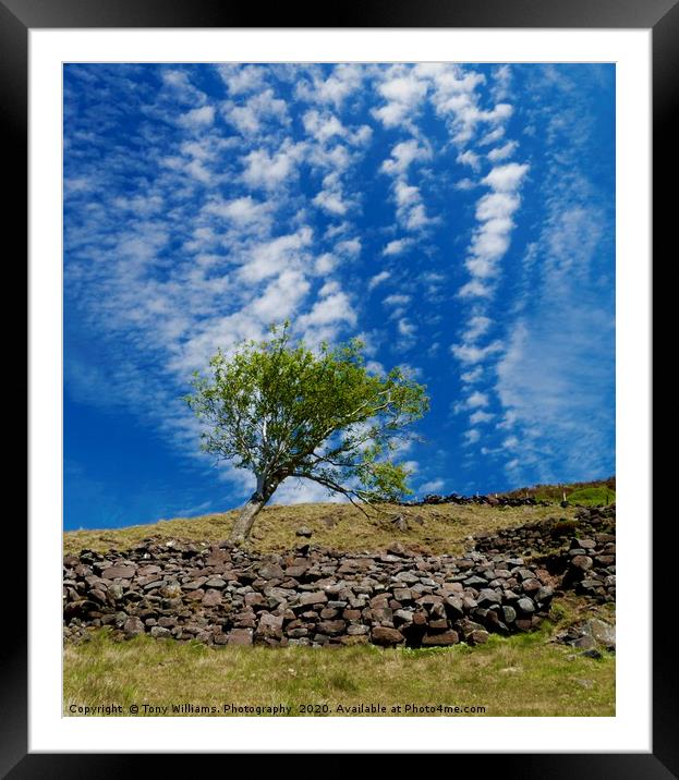 Lonesome Tree Framed Mounted Print by Tony Williams. Photography email tony-williams53@sky.com