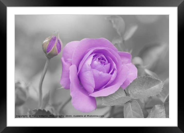 Lilac Rose Framed Mounted Print by Tony Williams. Photography email tony-williams53@sky.com