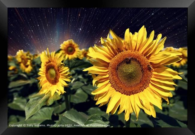 Happy Sunflowers  Framed Print by Tony Williams. Photography email tony-williams53@sky.com
