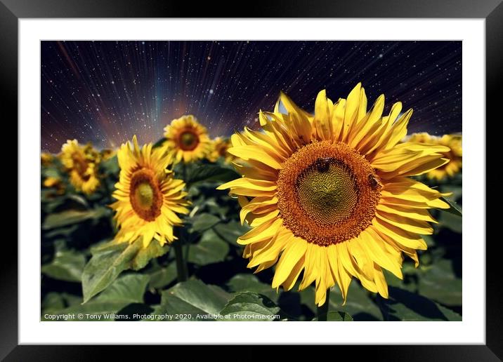 Happy Sunflowers  Framed Mounted Print by Tony Williams. Photography email tony-williams53@sky.com