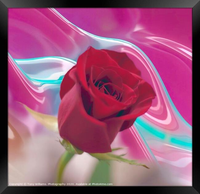 Red Rose Framed Print by Tony Williams. Photography email tony-williams53@sky.com