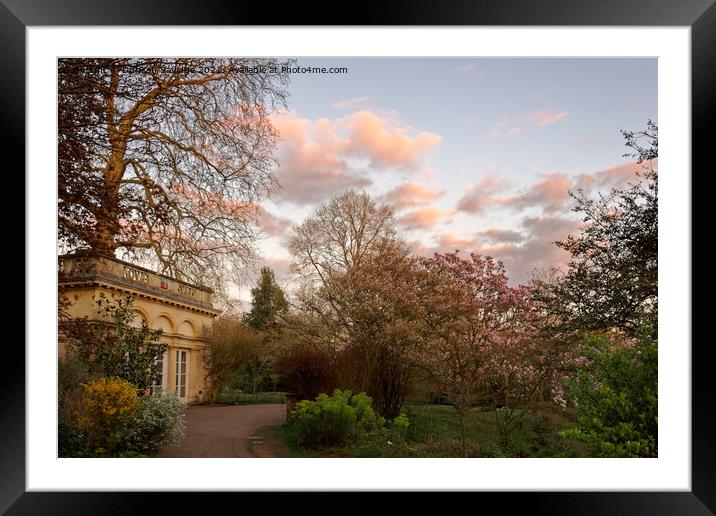 Cotton Candy skies at the Botanical Garden Framed Mounted Print by Duncan Savidge