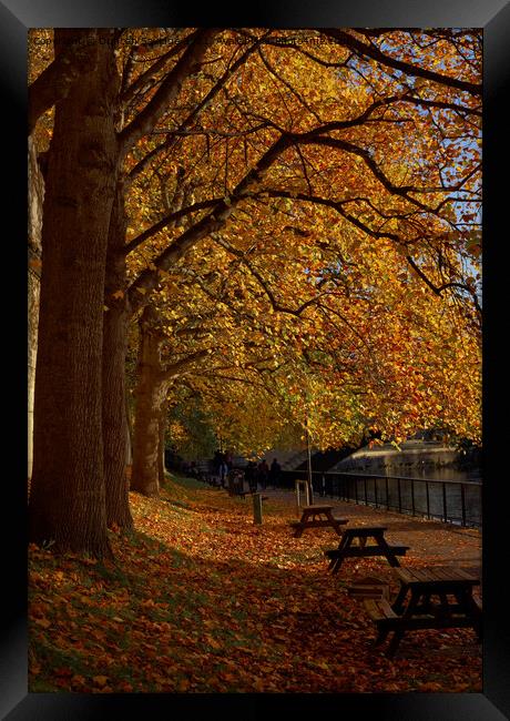 benches by the River Avon Bath Framed Print by Duncan Savidge