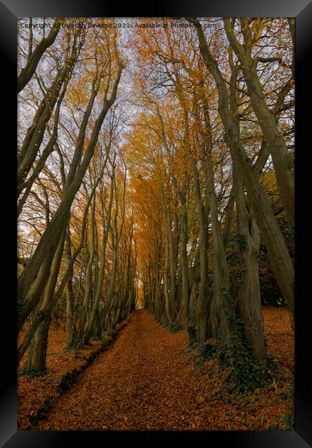 Autumn Tree Tunnel Framed Print by Duncan Savidge