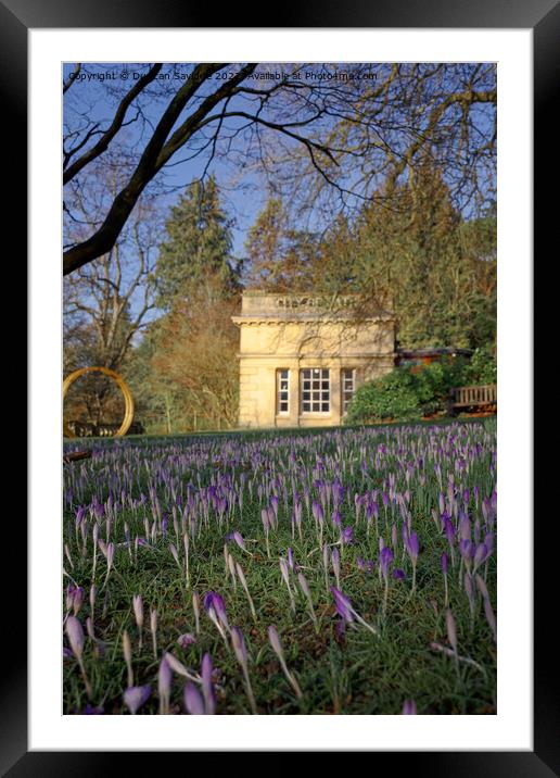 Crocus Spring time at Botanical Gardens Bath Framed Mounted Print by Duncan Savidge