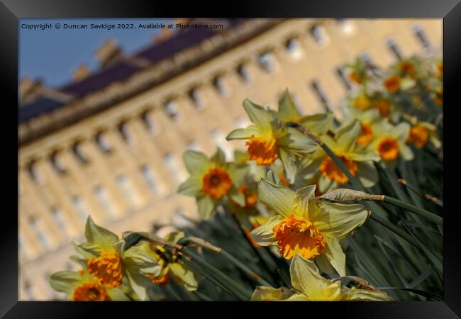 Daffodils at the Royal Crescent Bath abstract  Framed Print by Duncan Savidge