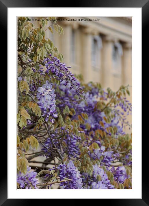 Close up of Wisteria at the Royal Crescent Bath Framed Mounted Print by Duncan Savidge