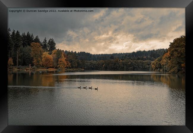 Shearwater at Autumn time Framed Print by Duncan Savidge