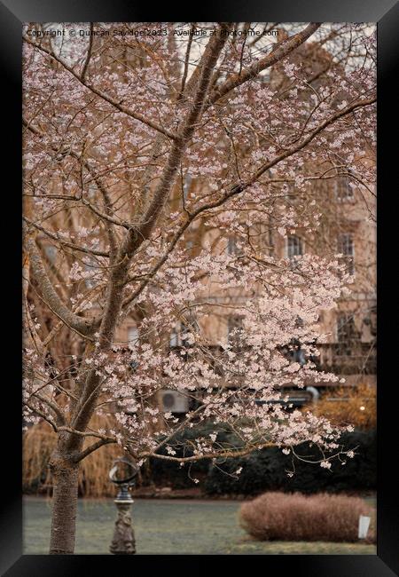 Moody Spring in Parade Gardens Bath Framed Print by Duncan Savidge