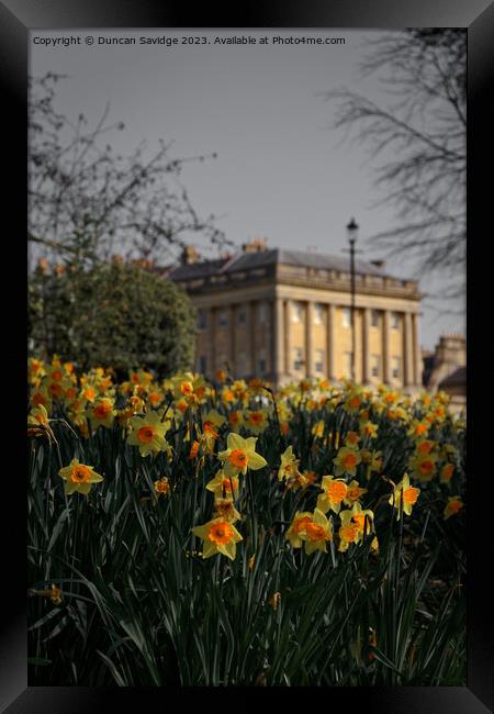 Daffodils at the Royal Crescent Bath portrait  Framed Print by Duncan Savidge