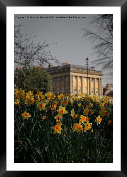 Daffodils at the Royal Crescent Bath portrait  Framed Mounted Print by Duncan Savidge