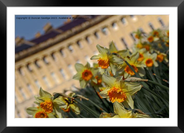 Daffodils at the Royal Crescent Bath Framed Mounted Print by Duncan Savidge