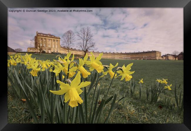 Daffodils at the Royal Crescent Bath landscape  Framed Print by Duncan Savidge