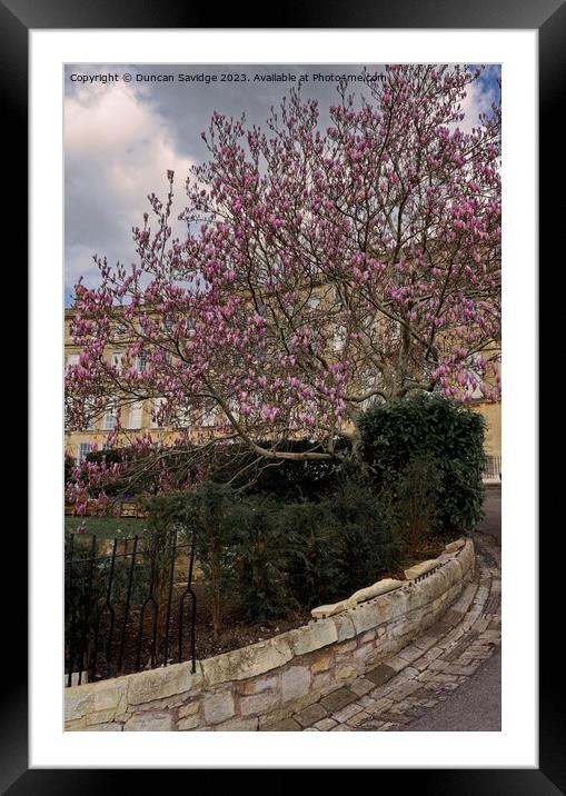 Magolia tulip tree at Cavendish Crescent in Bath Framed Mounted Print by Duncan Savidge