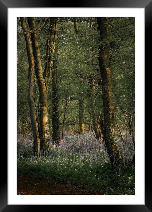 Bluebells at Breach Wood, Bath Framed Mounted Print by Duncan Savidge