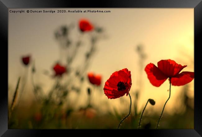 Golden Poppies in Bath Framed Print by Duncan Savidge