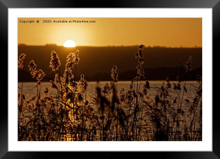 Chew Valley lake sunset through the reeds Framed Mounted Print by Duncan Savidge