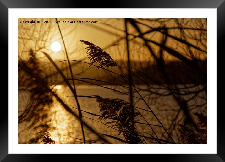 Chew Valley lake sunset through the reeds Framed Mounted Print by Duncan Savidge