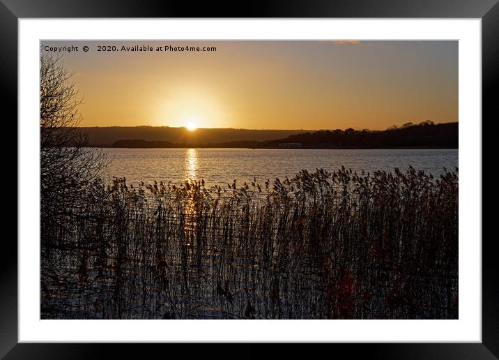 Chew Valley lake Winter sunset through the reeds Framed Mounted Print by Duncan Savidge