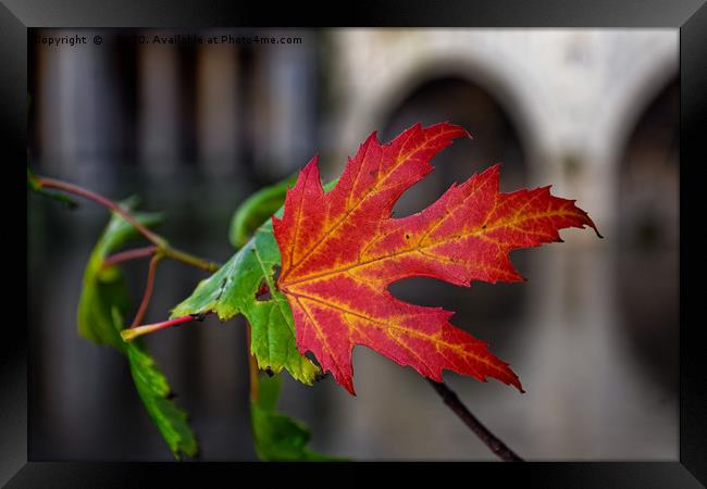 Autumn leaf at Pulteney Weir Framed Print by Duncan Savidge