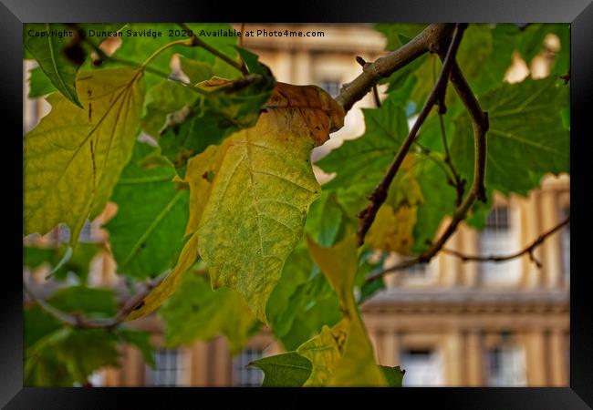 First signs of Autumn at Bath Circus Framed Print by Duncan Savidge