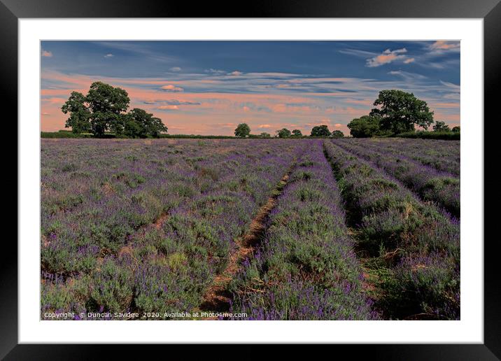 Lavender field in Somerset  Framed Mounted Print by Duncan Savidge