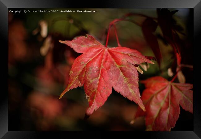 Autumn red Plant leaves Framed Print by Duncan Savidge