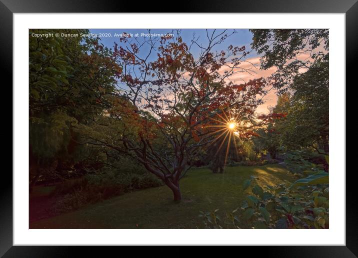 Autumn sun star at Botanical Gardens, Bath Framed Mounted Print by Duncan Savidge