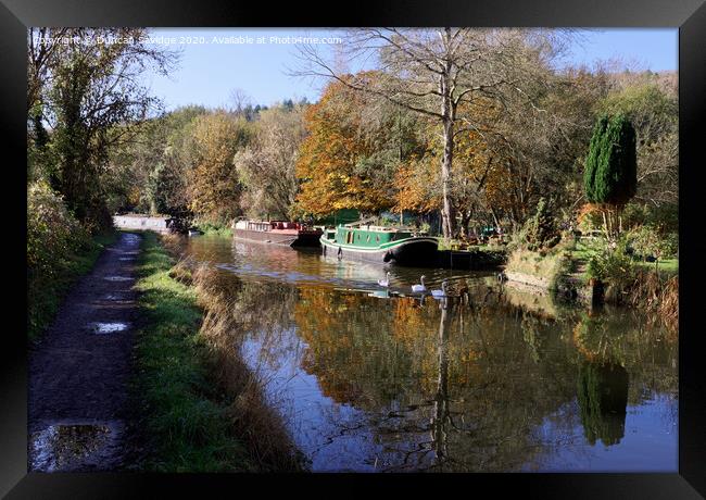 Autumn swans enjoying the canal Framed Print by Duncan Savidge