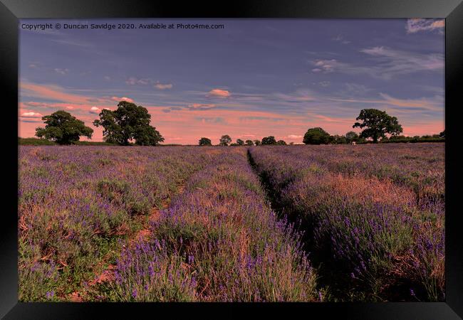 sunset at Somerset Lavender farm Framed Print by Duncan Savidge
