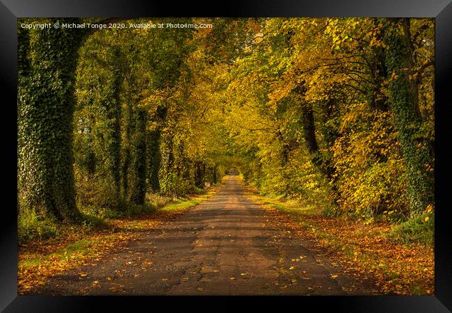Autumn Driveway Framed Print by Michael Tonge