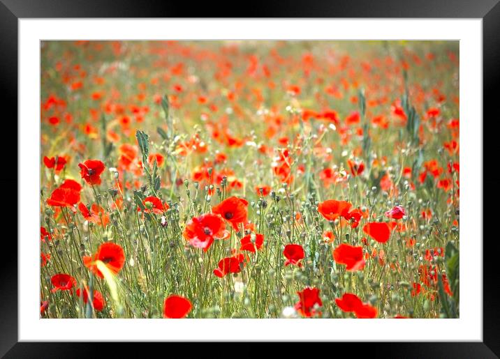 Poppies Framed Mounted Print by John Robertson