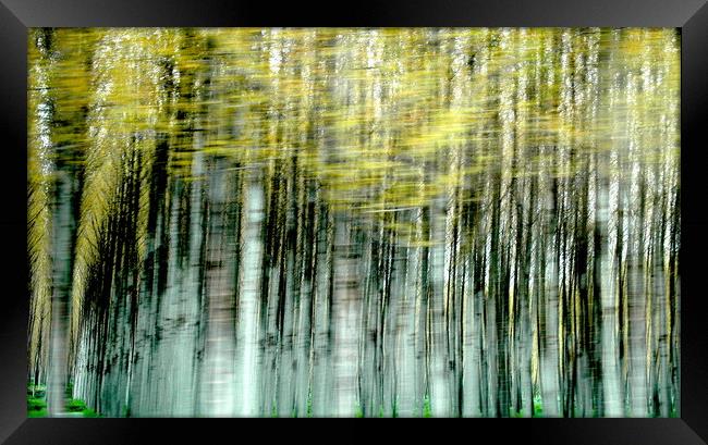 Trees Framed Print by John Robertson