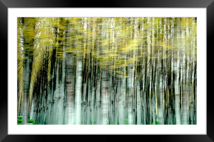 Trees Framed Mounted Print by John Robertson