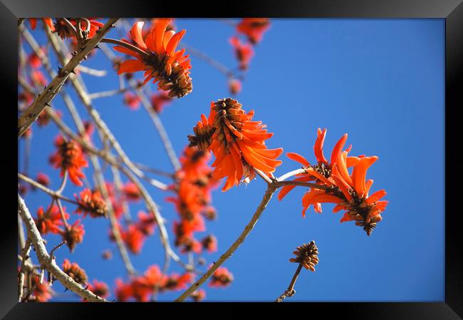 Common Coral Tree                                  Framed Print by John Robertson
