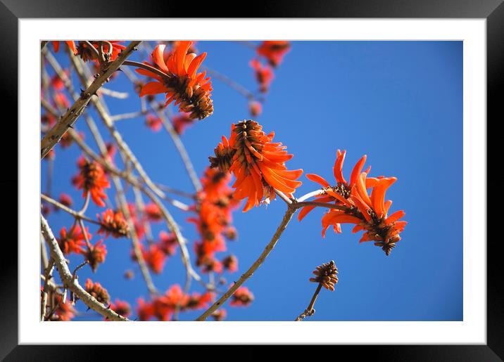 Common Coral Tree                                  Framed Mounted Print by John Robertson