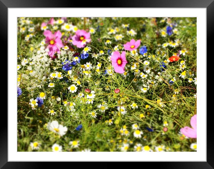 Wildflowers Framed Mounted Print by John Robertson