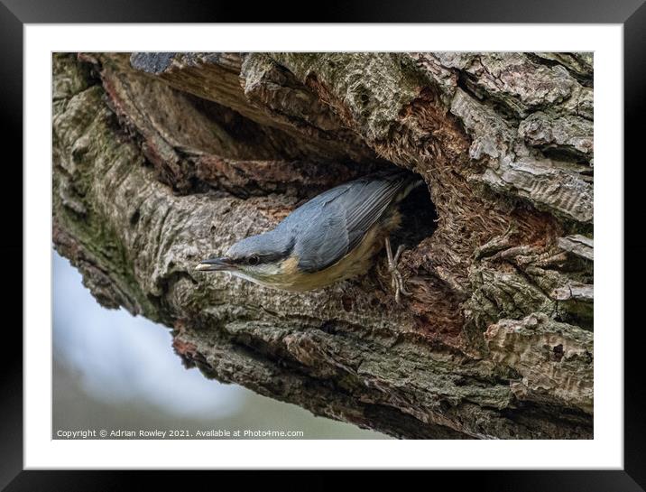 A Nesting Nuthatch Framed Mounted Print by Adrian Rowley