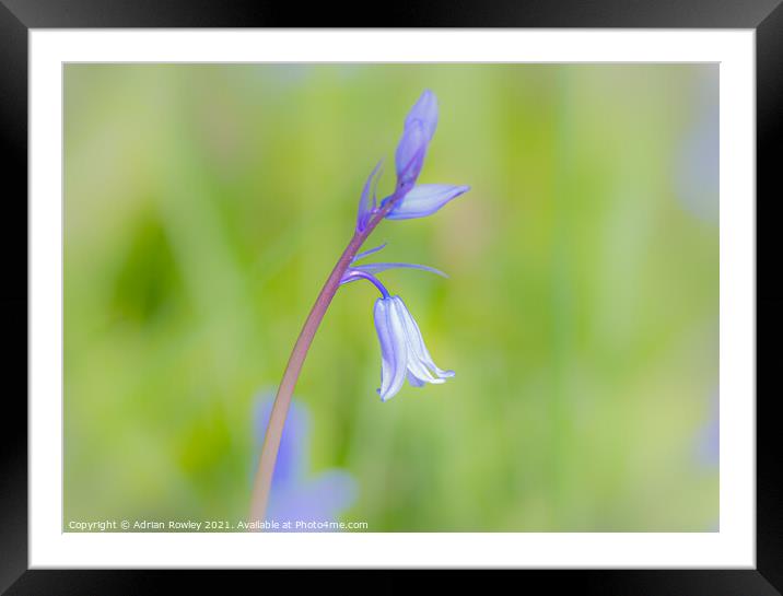 Bluebell soft focus Framed Mounted Print by Adrian Rowley