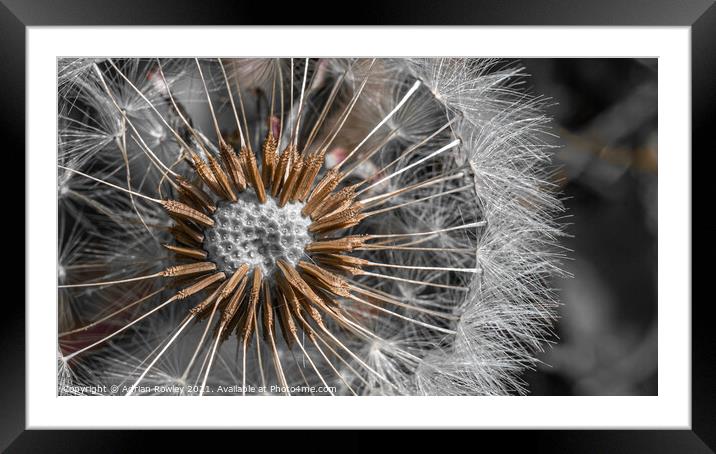 Dandelion Abstract Framed Mounted Print by Adrian Rowley