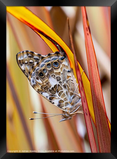 Painted Lady Framed Print by Adrian Rowley