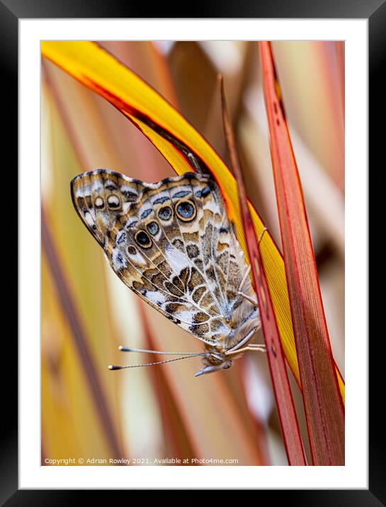 Painted Lady Framed Mounted Print by Adrian Rowley